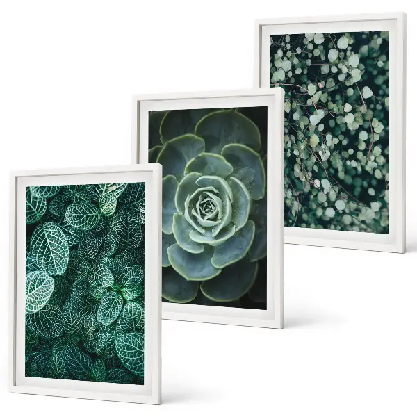 Succulent wall art set botanical print collection