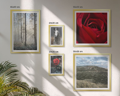 Framed photo set Nature flowers different styles
