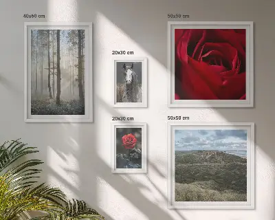 Framed photo set nature flowers in different styles