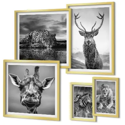 Framed photo set featuring black and white nature animals
