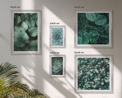 Gallery wall Plant leaves succulents nature