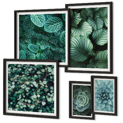 Gallery wall Plant leaves succulents nature
