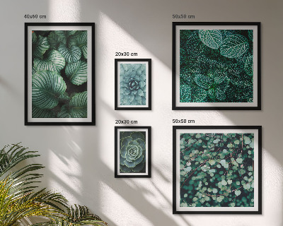Gallery wall Plant leaves succulents nature