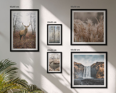 Framed photo set Wildlife landscapes