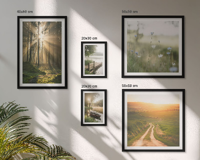 Gallery wall Forest landscapes sun water