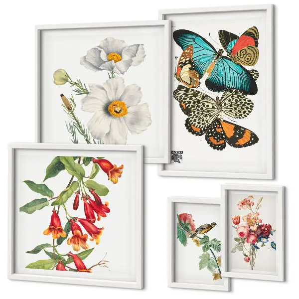 Framed photo set vintage floral, butterfly, and bird decorative prints